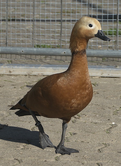 书法家于右