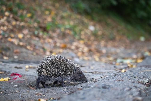 吸引了如奥 吸引了如奥